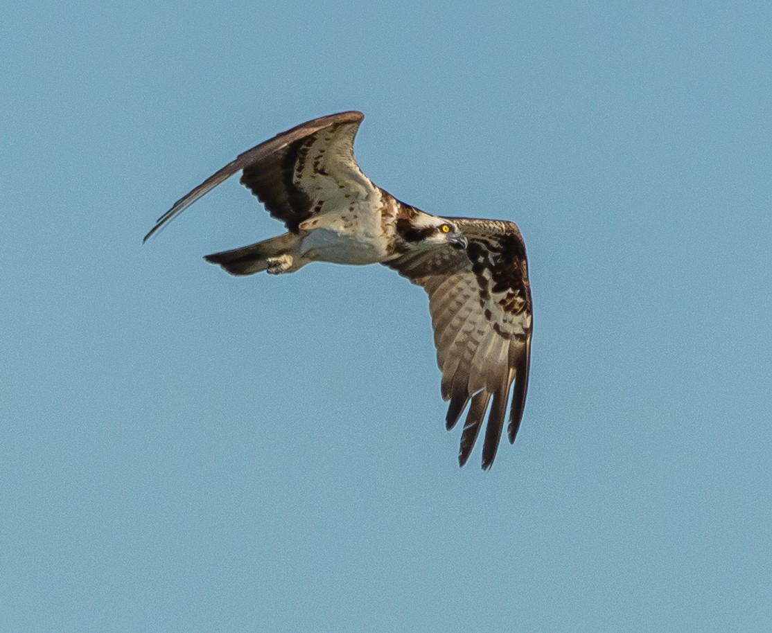魚鷹 - ML641418563