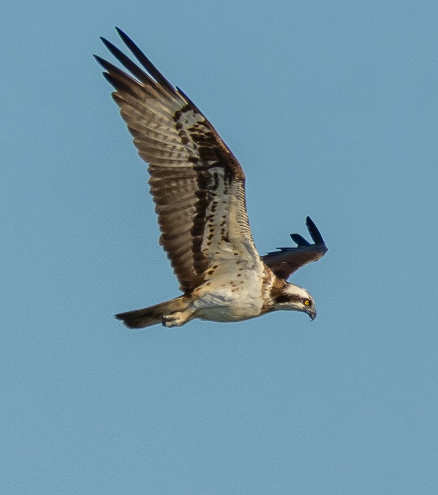 魚鷹 - ML641418564