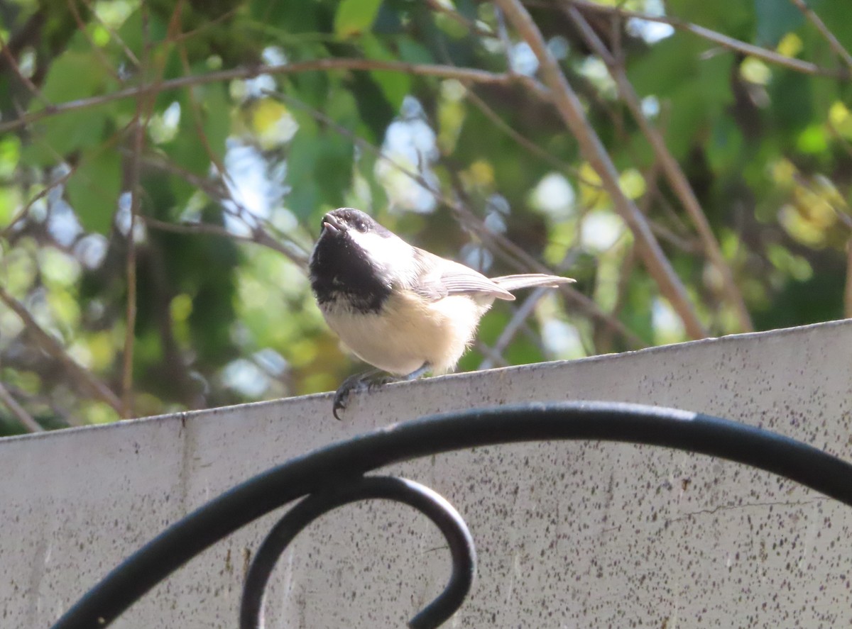 Black-capped Chickadee - ML641418565