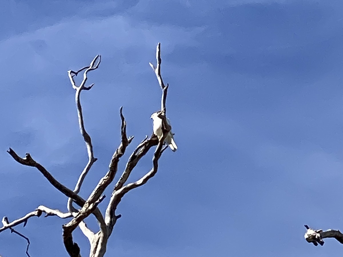 Gray Goshawk - ML641418567