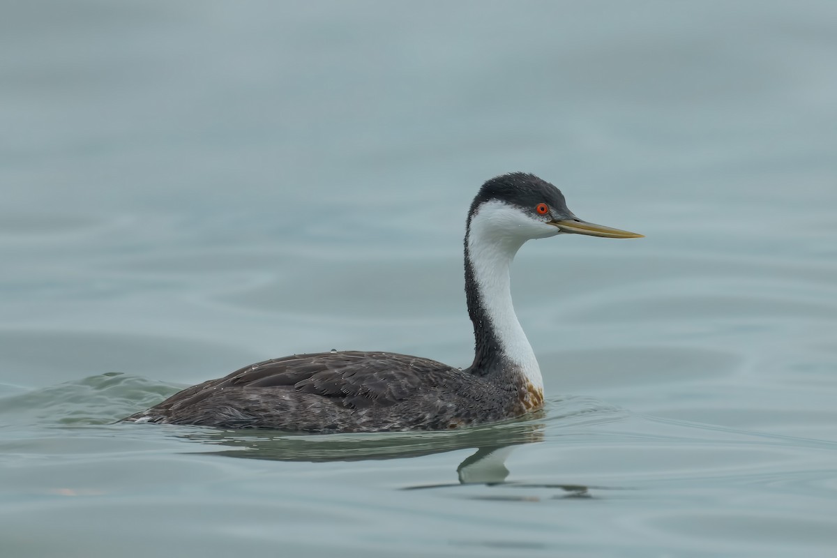 Western Grebe - ML641418568