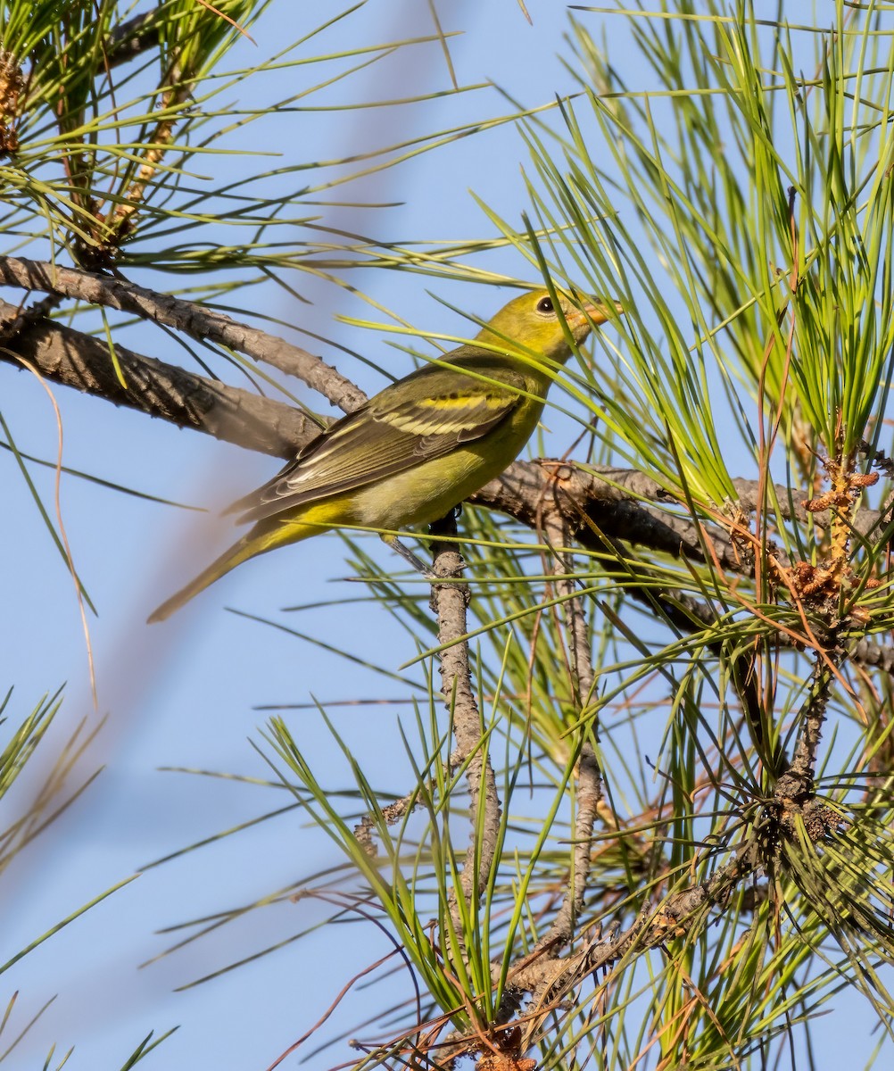 Western Tanager - ML641418569