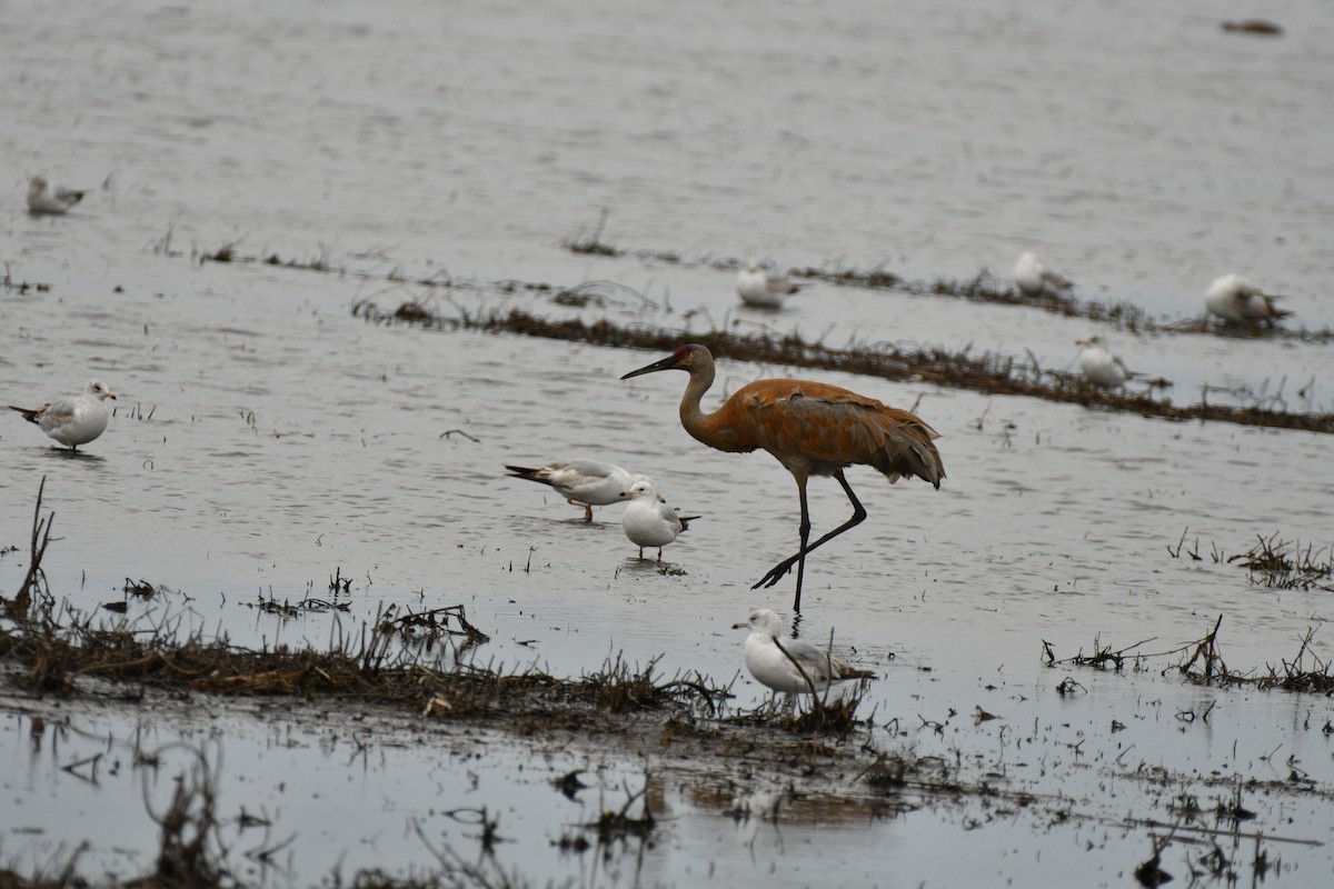 Sandhill Crane - ML641418572