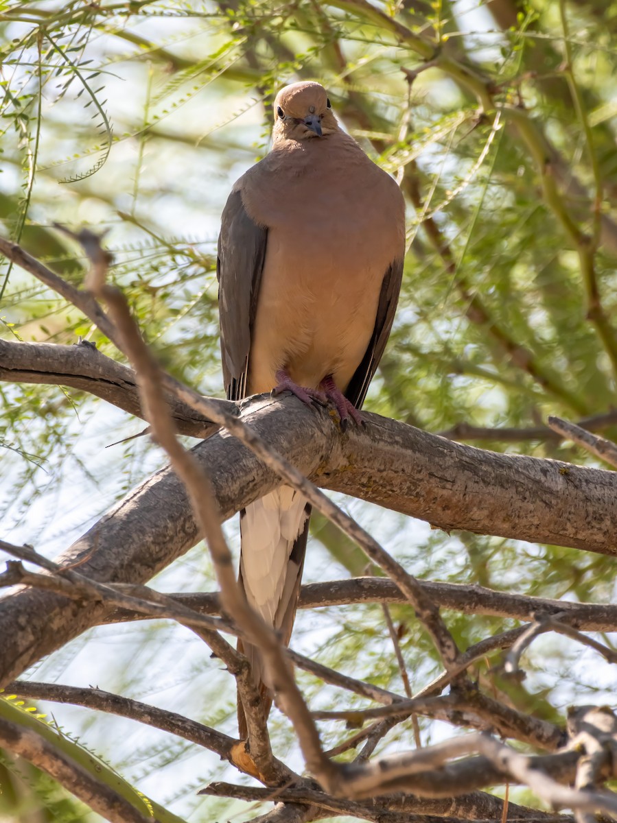 Mourning Dove - ML641418578