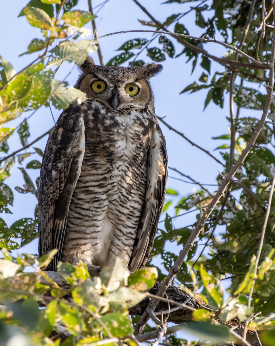 Great Horned Owl - ML641418583