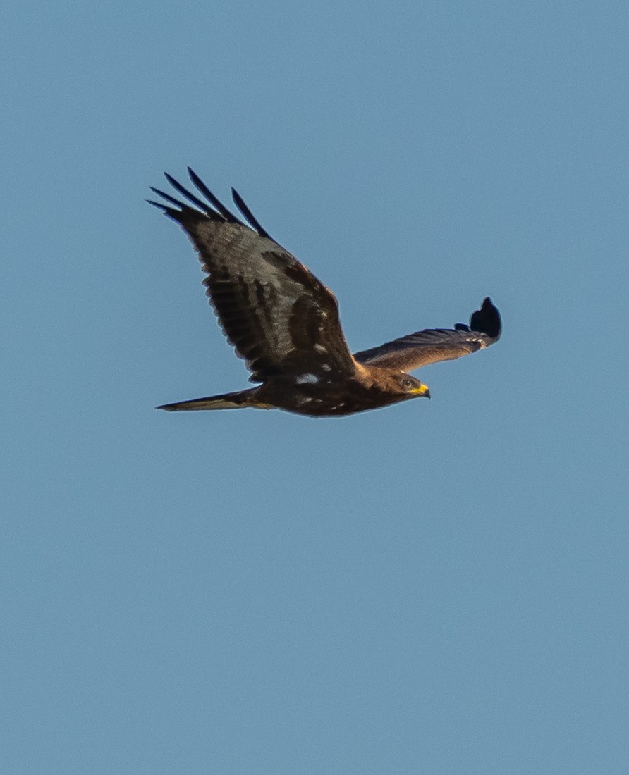 European Honey-buzzard - ML641418585