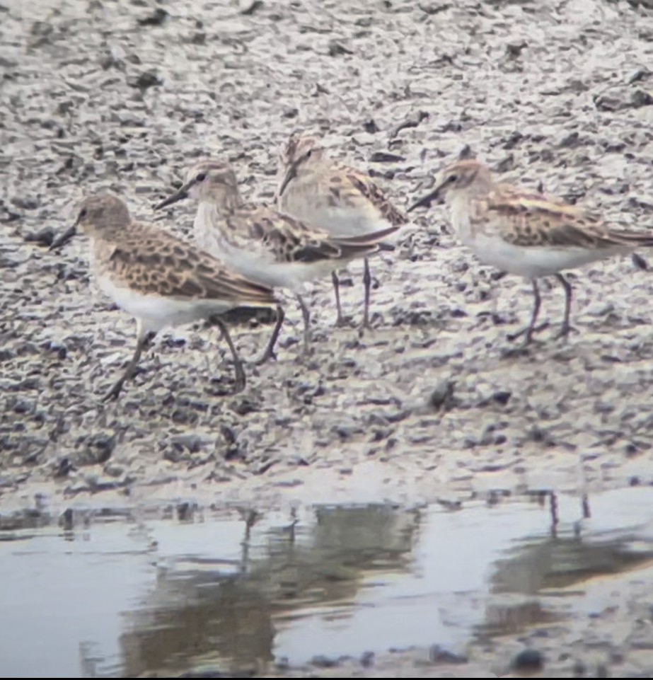 jespák skvrnitý - ML641418598