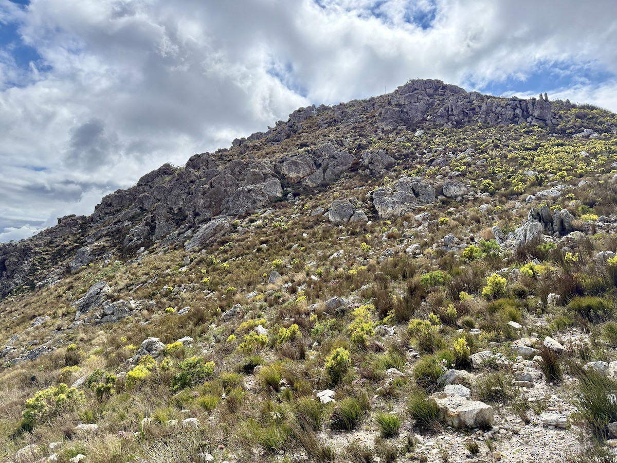 Cape Rockjumper - ML641418637