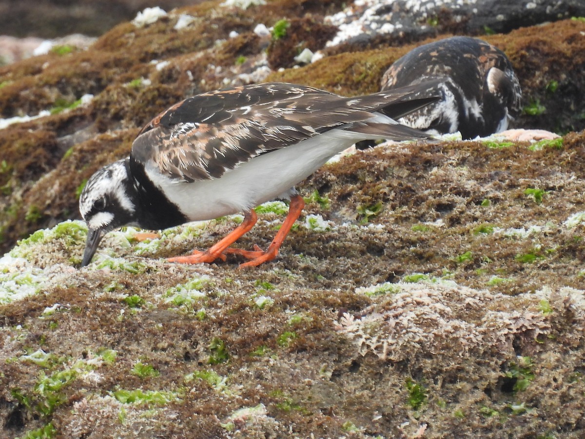 Ruddy Turnstone - ML641418640