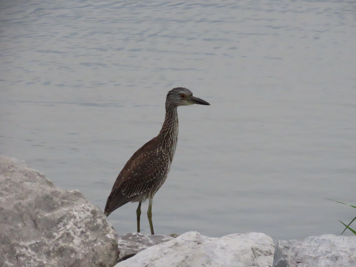 Yellow-crowned Night Heron - ML641418660