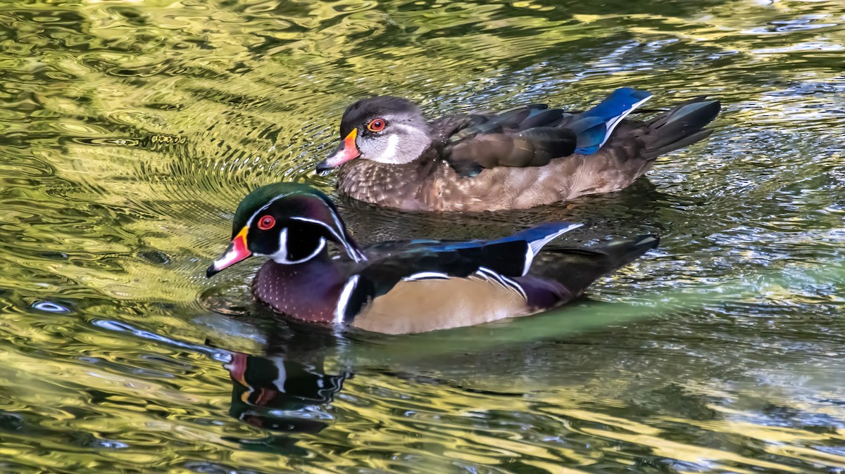 Wood Duck - ML641418684