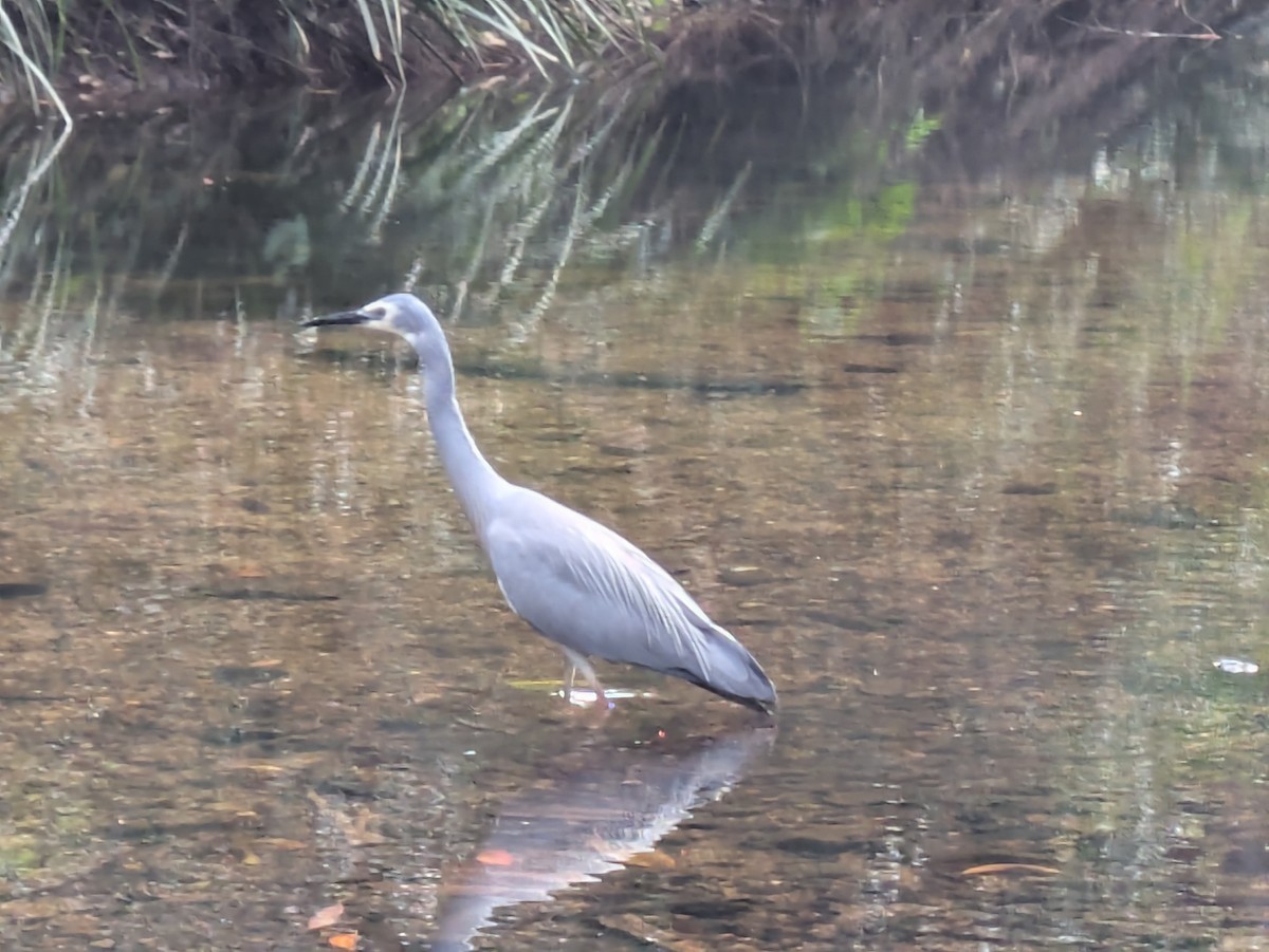 White-faced Heron - ML641418689