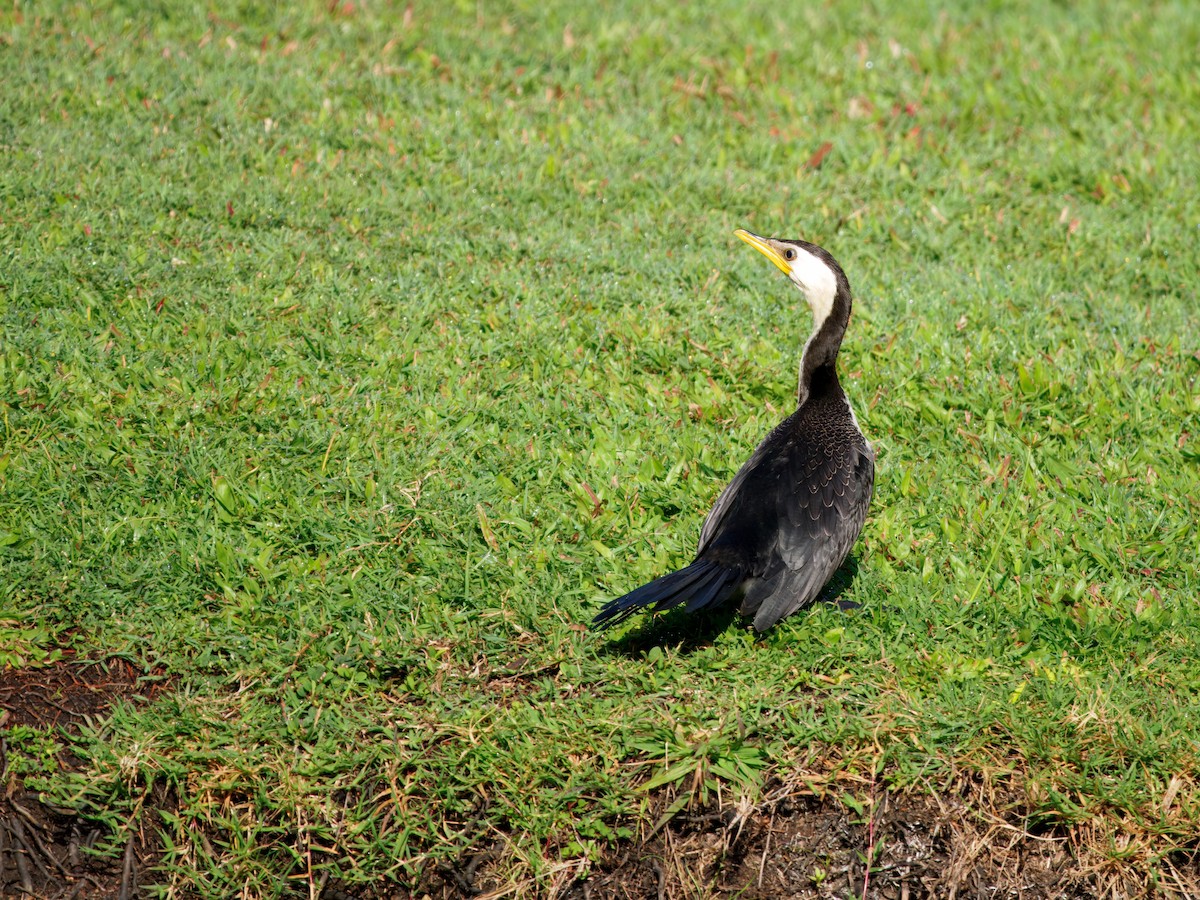 Little Pied Cormorant - ML641418698