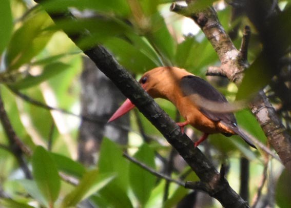 Brown-winged Kingfisher - ML641418700