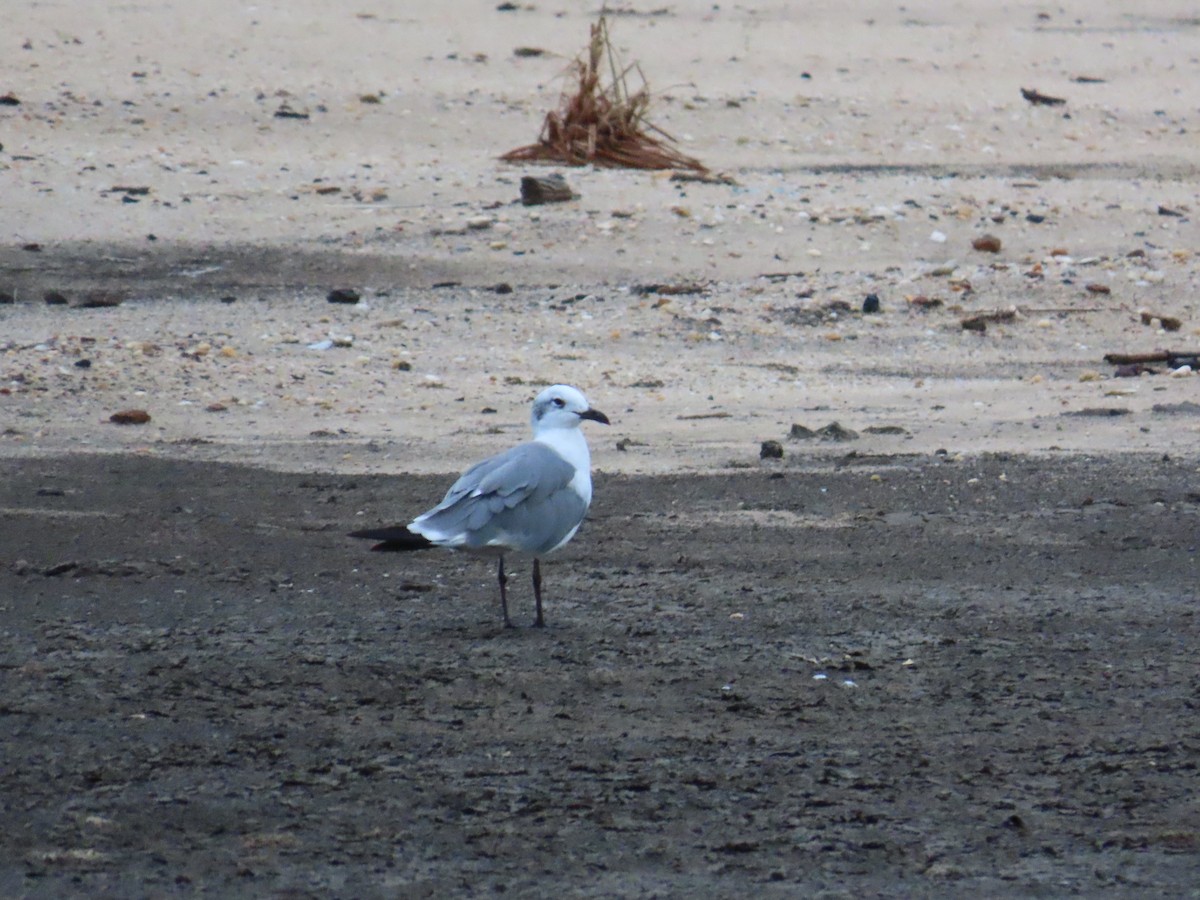 Gaviota Guanaguanare - ML641418702