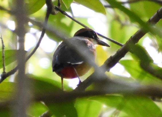 Mangrove Pitta - ML641418703