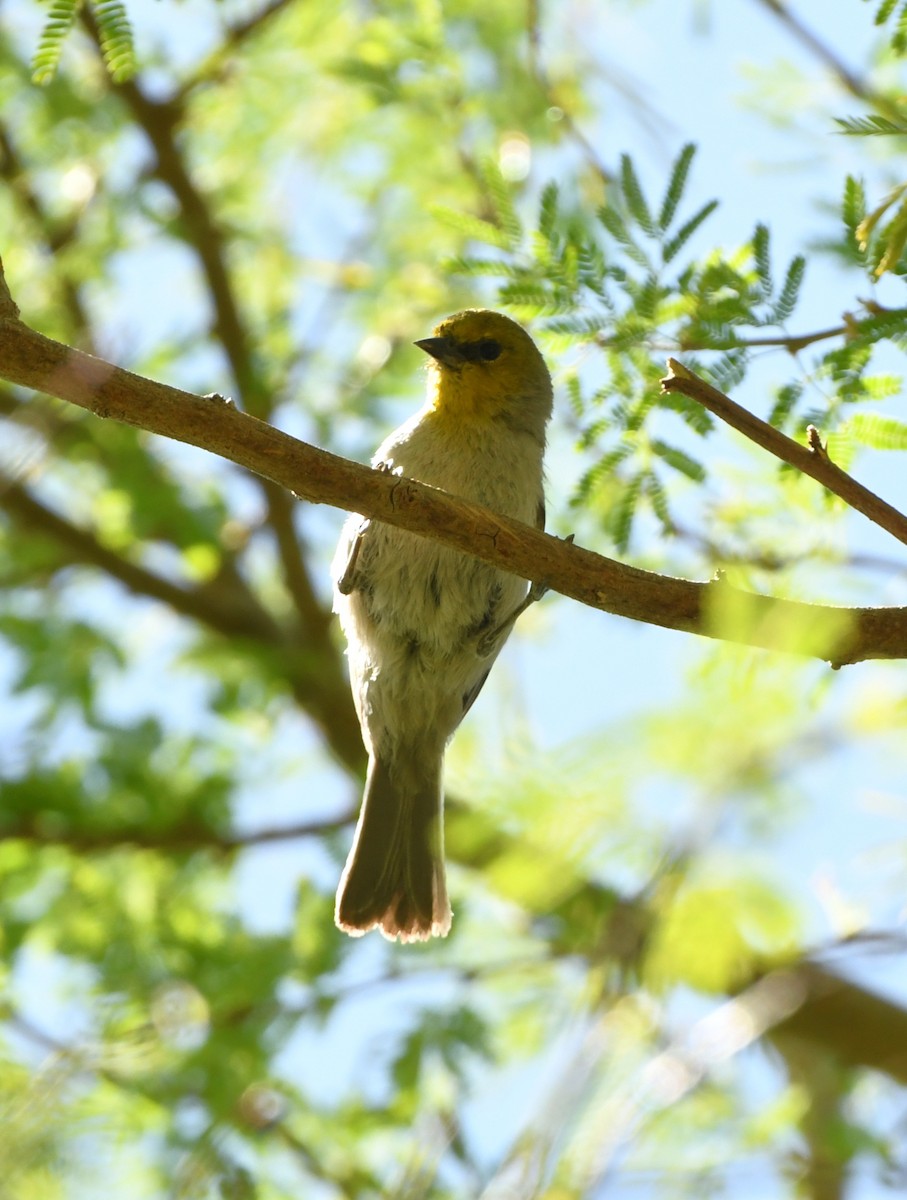 Verdin - ML641418704