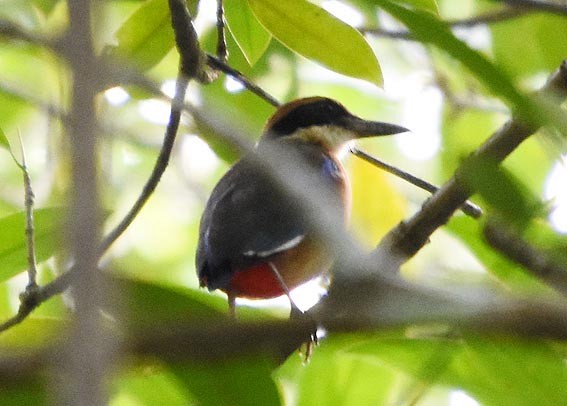 Mangrove Pitta - ML641418706