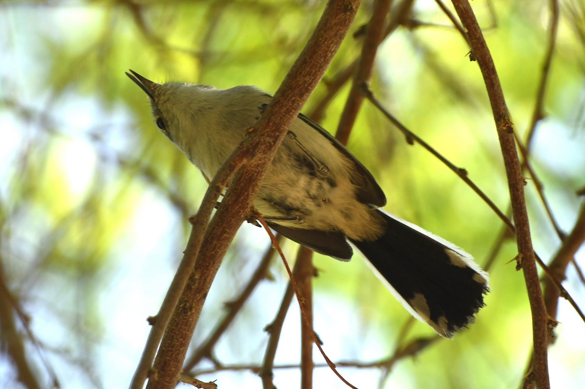 Black-tailed Gnatcatcher - ML641418707