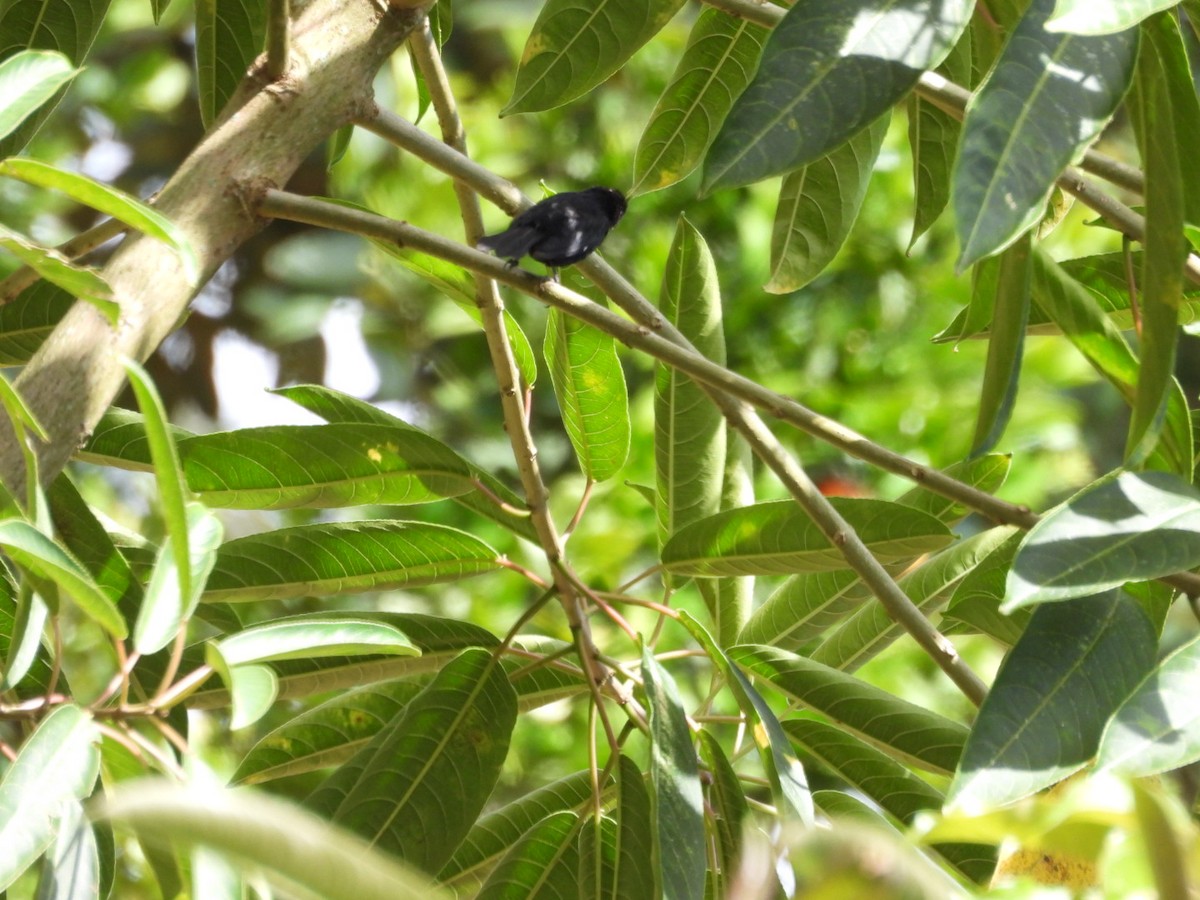 Variable Seedeater - ML641418709