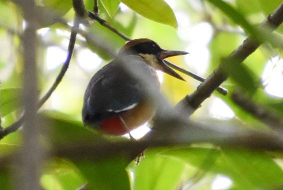Mangrove Pitta - ML641418710