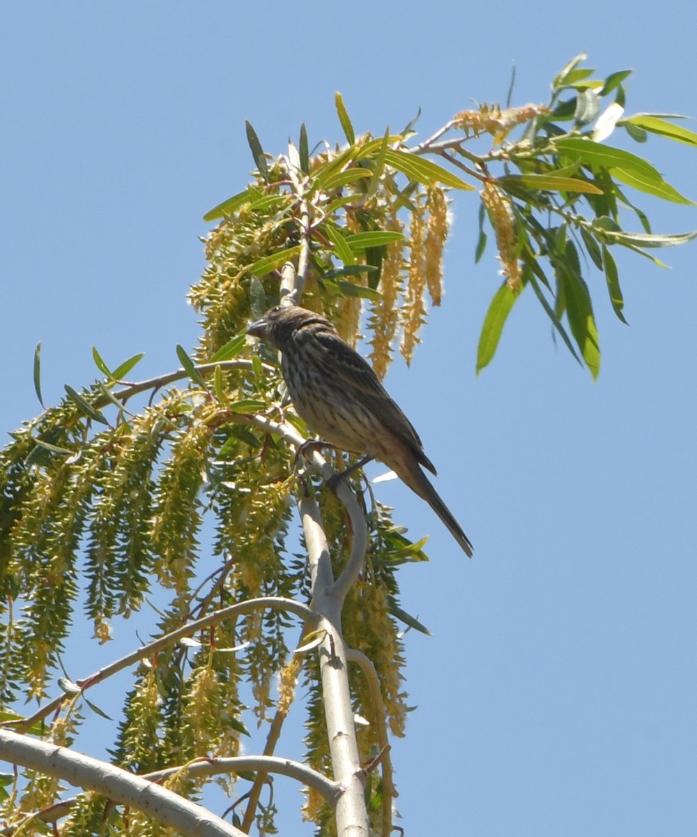 Cassin's Finch - ML641418711
