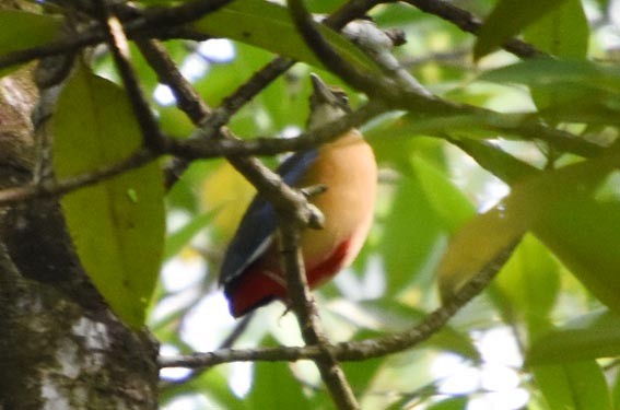 Mangrove Pitta - ML641418714