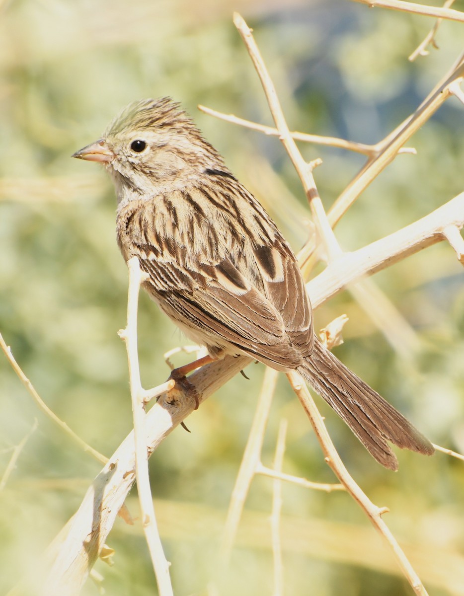 Brewer's Sparrow - ML641418715