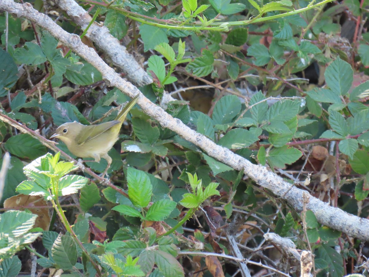Common Yellowthroat - ML641418716