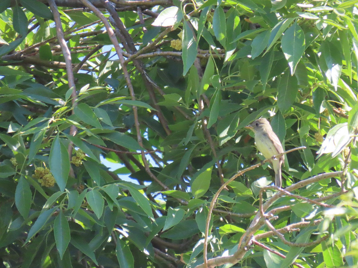 Willow Flycatcher - ML641418718