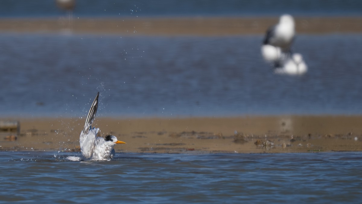 Elegant Tern - ML641418743