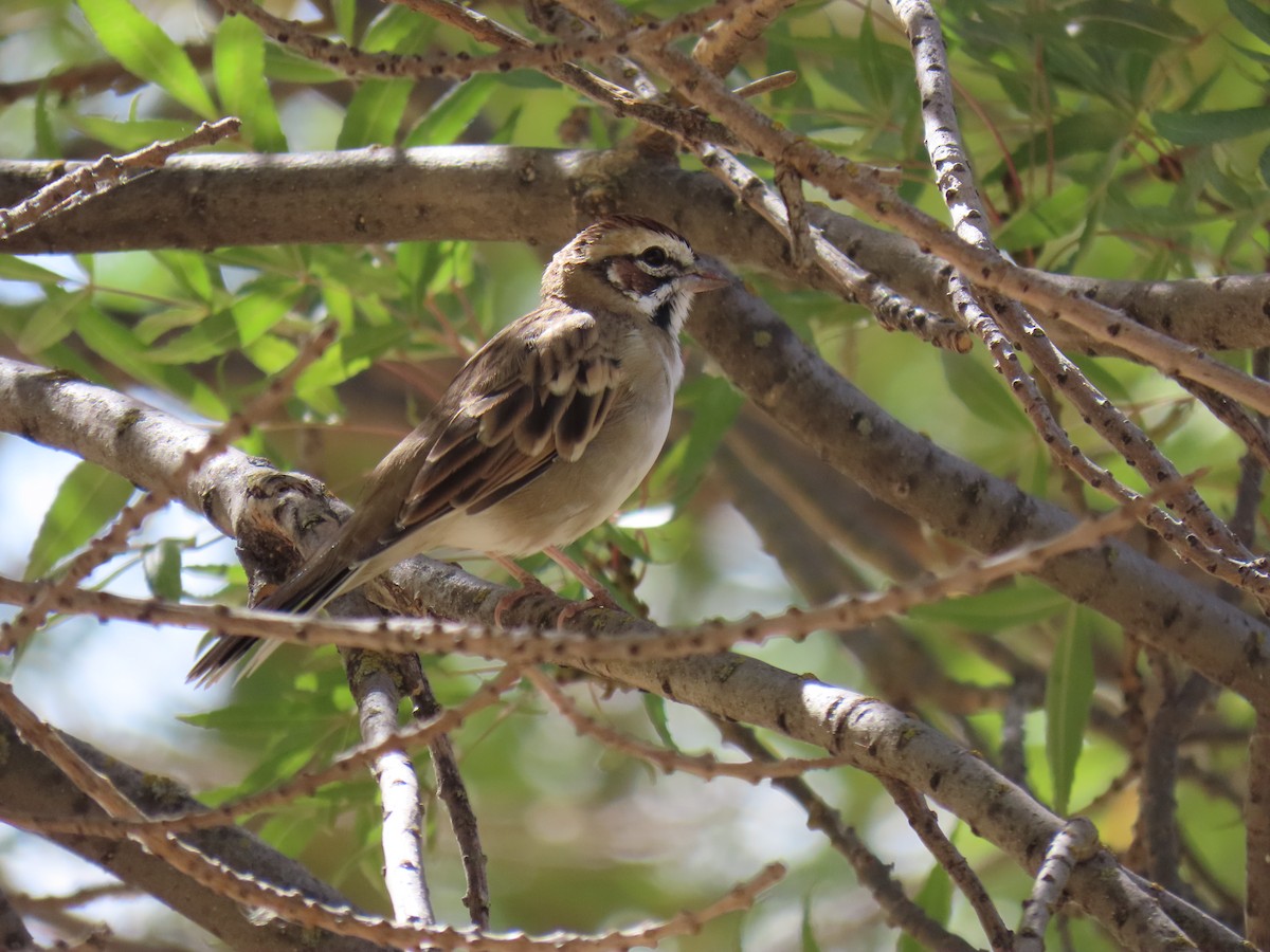 Lark Sparrow - ML641418744