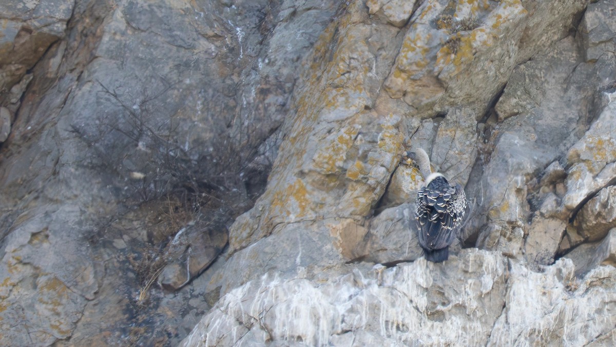 Rüppell's Griffon - ML641418758