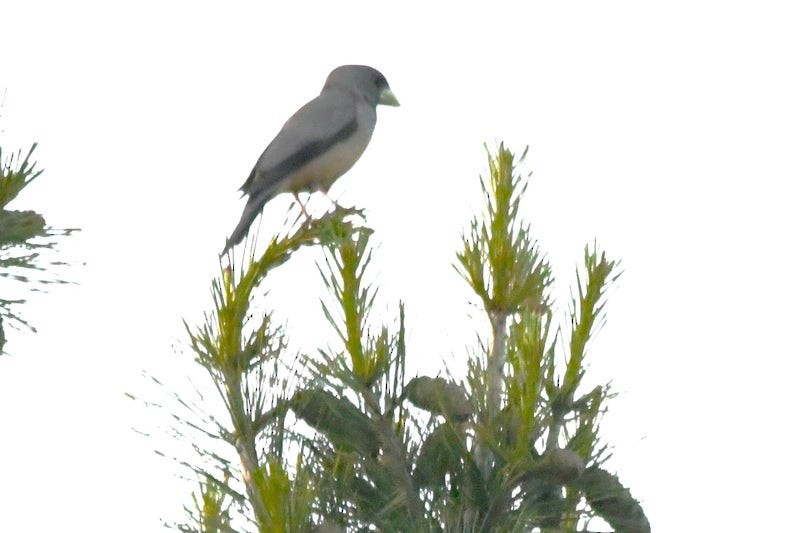 Black-and-yellow Grosbeak - ML641418770