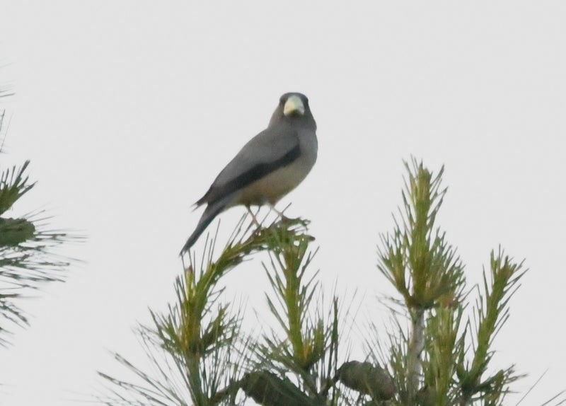Black-and-yellow Grosbeak - ML641418776