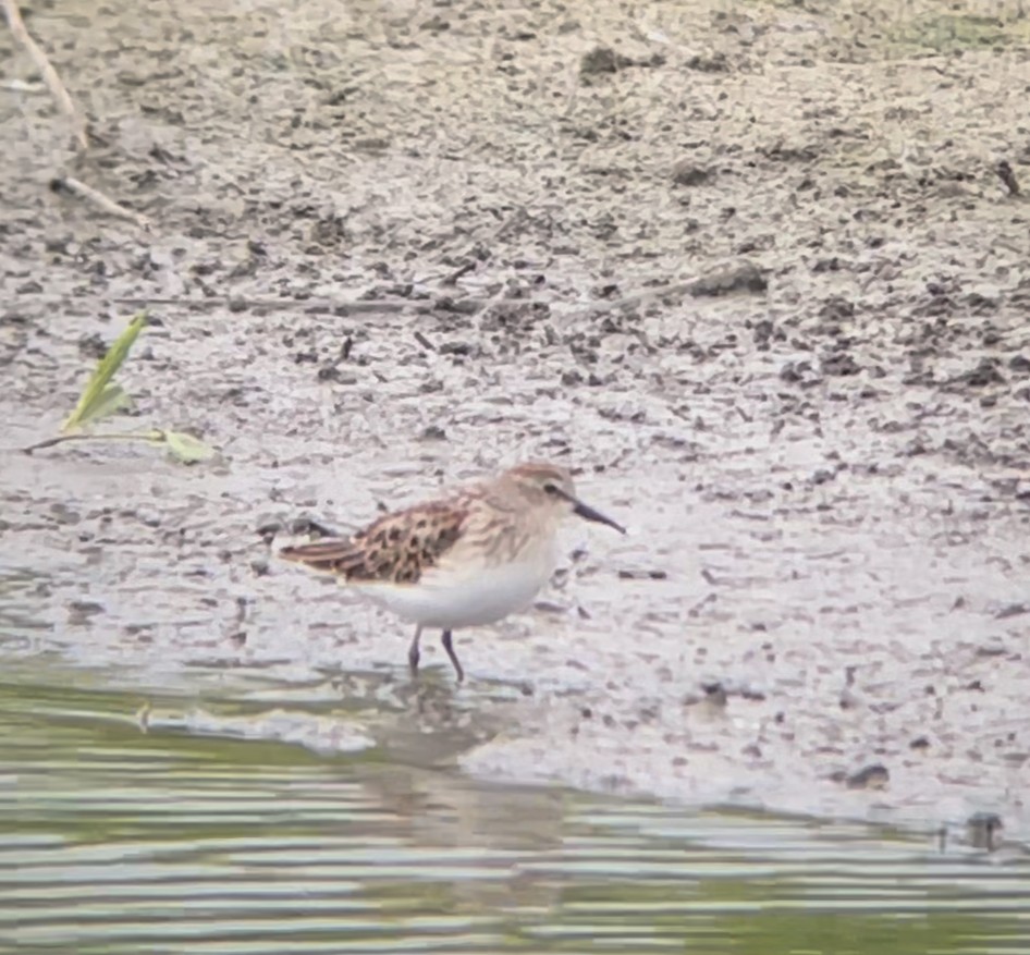 jespák drobný - ML641418781