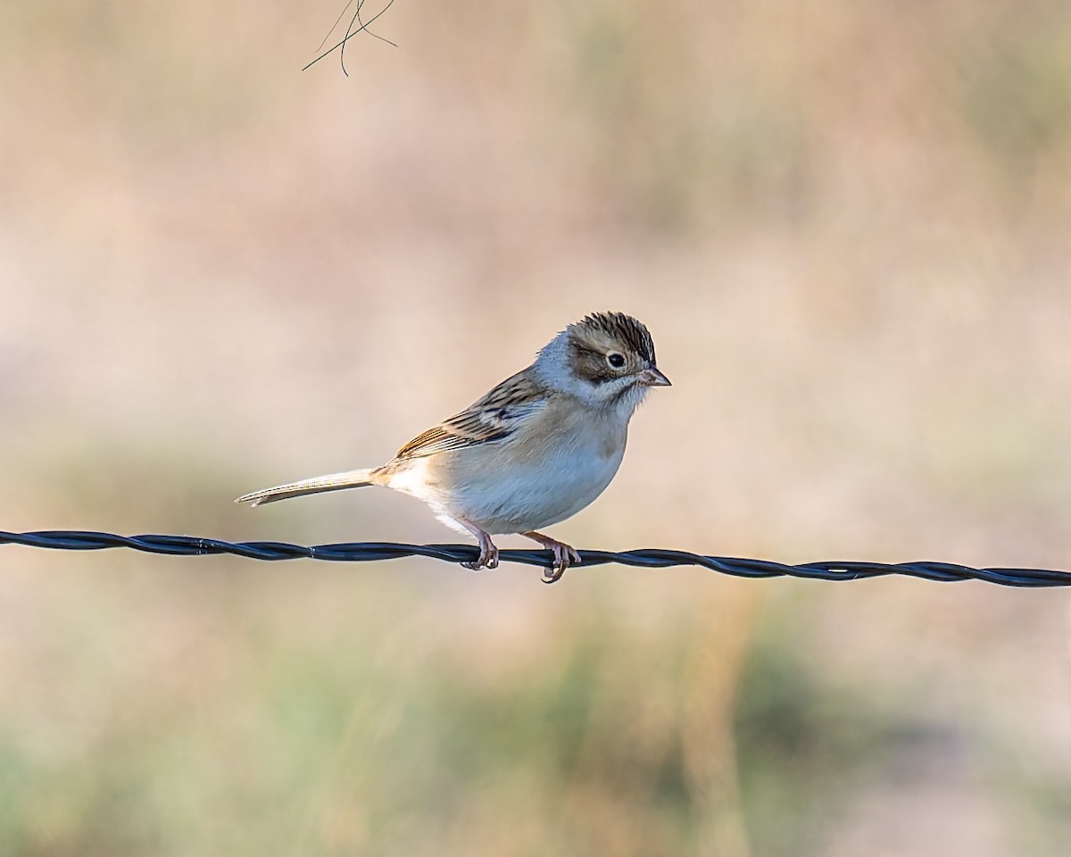 Clay-colored Sparrow - ML641418782