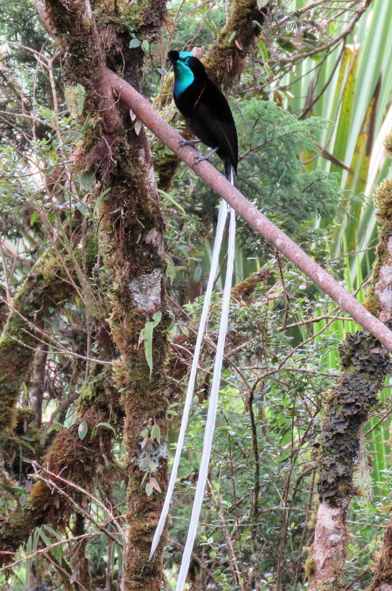 Ribbon-tailed Astrapia - ML641418788