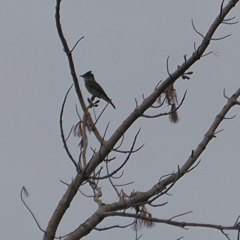 Olive-sided Flycatcher - ML641418790