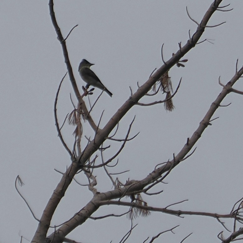 Olive-sided Flycatcher - ML641418791
