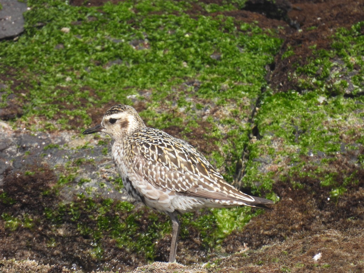 Urre-txirri siberiarra - ML641418793