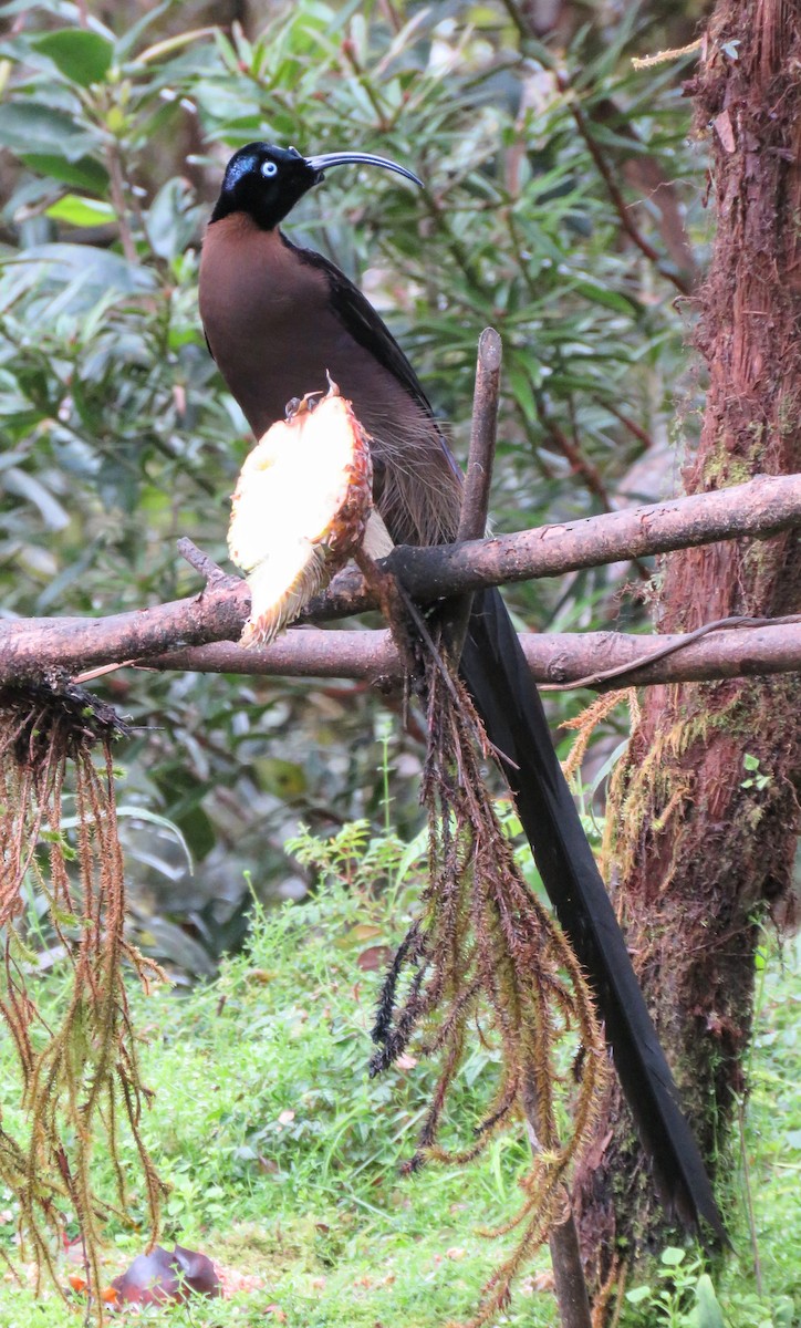 Brown Sicklebill - ML641418795