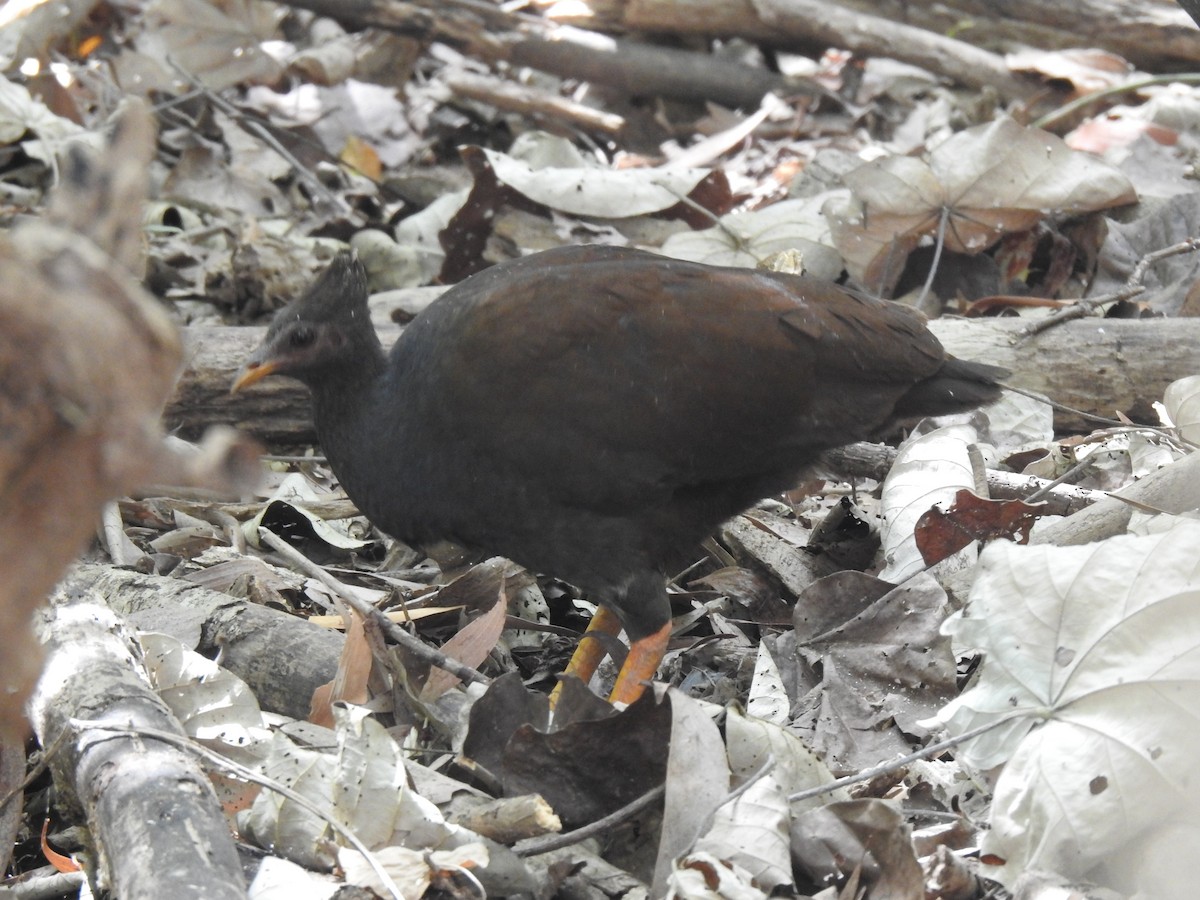 Orange-footed Megapode - ML641418797
