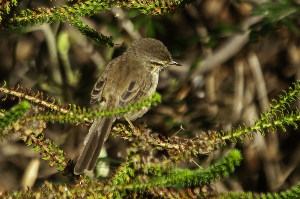 Karoo Prinia - ML641418799