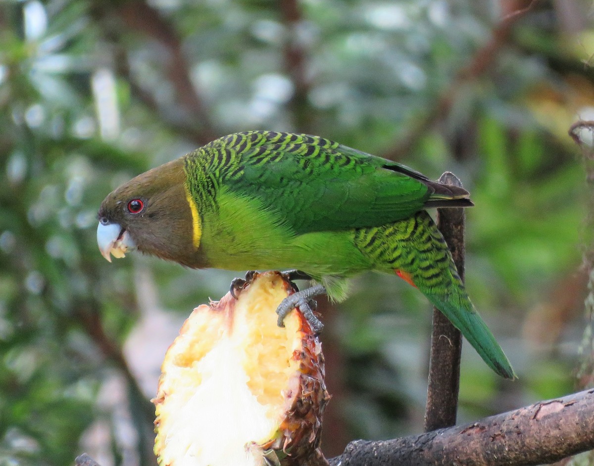 Brehm's Tiger-Parrot - ML641418807
