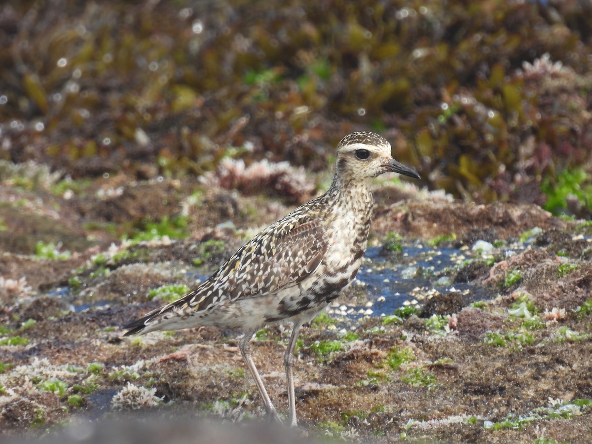 Urre-txirri siberiarra - ML641418819