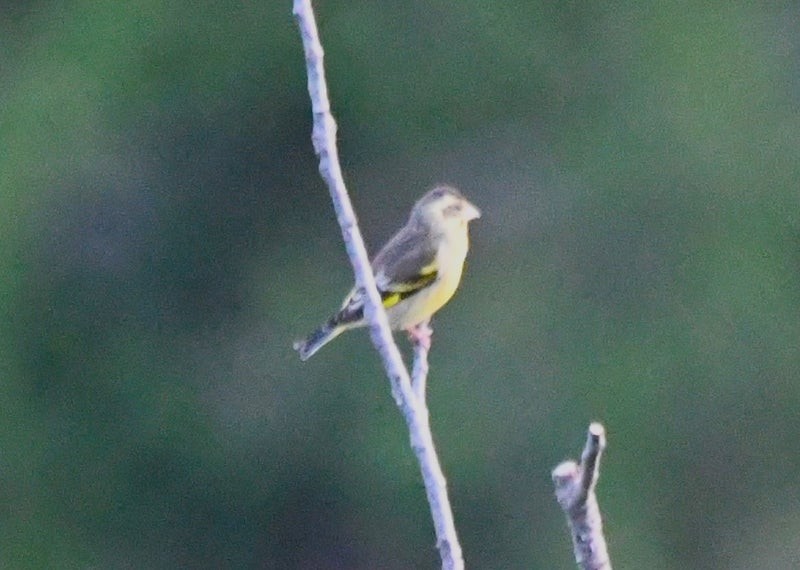 Yellow-breasted Greenfinch - ML641418821