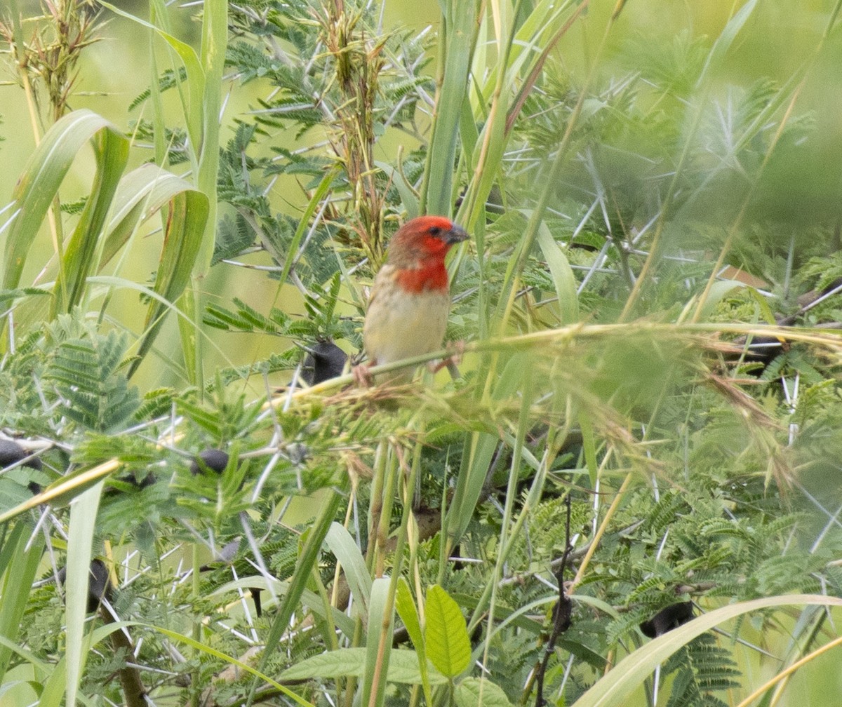 Cardinal Quelea - ML641418824