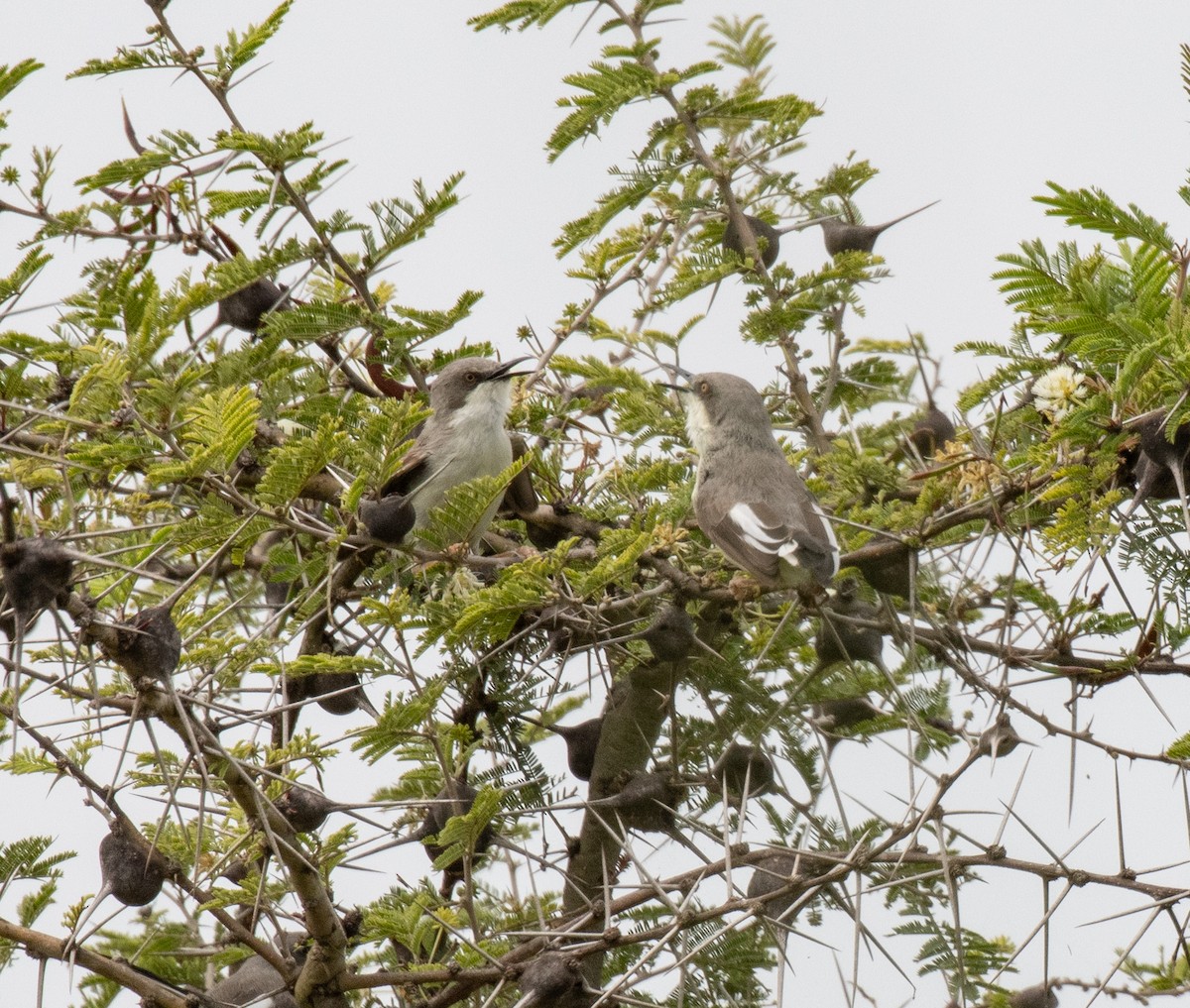 Karamoja Apalis - ML641418828