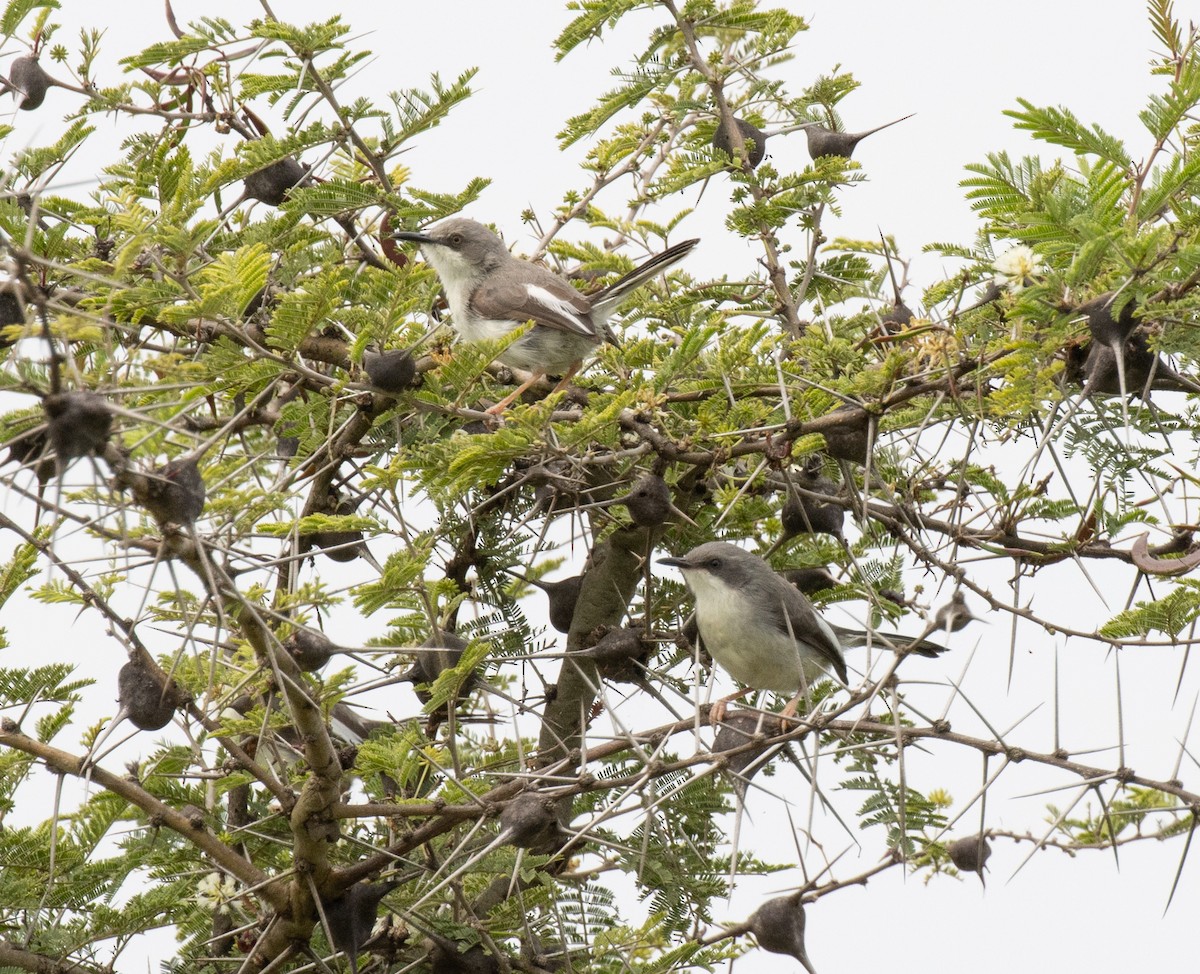 Karamoja Apalis - ML641418830